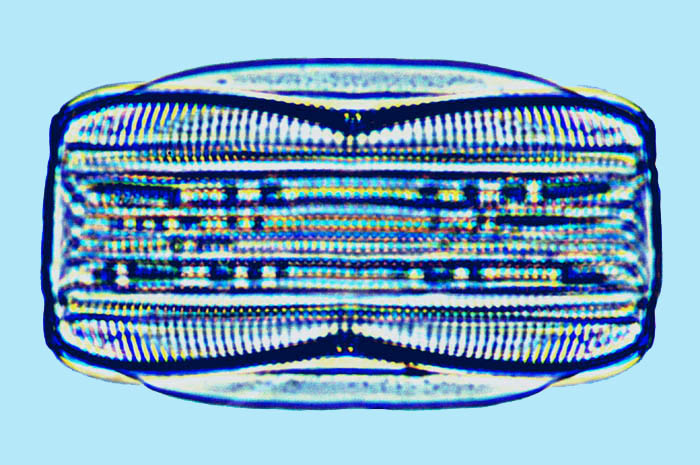 Amphora Amphora limbata